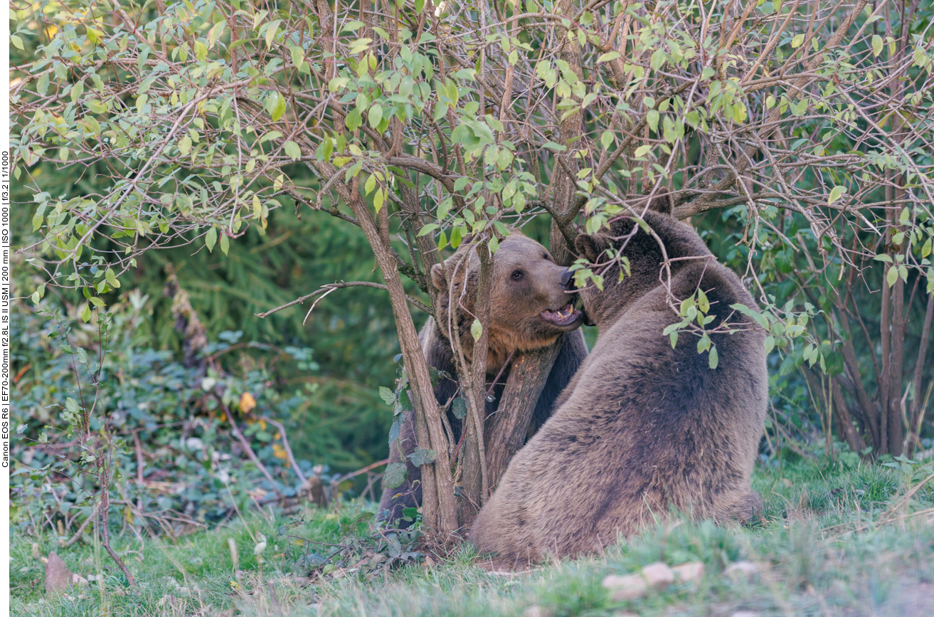 Die beiden Bärenbrüder raufen miteinander