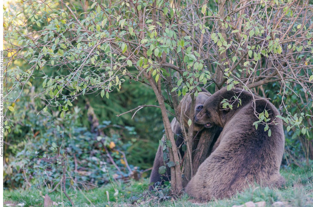 Wenn bloß das Bäumchen nicht dazwischen wäre