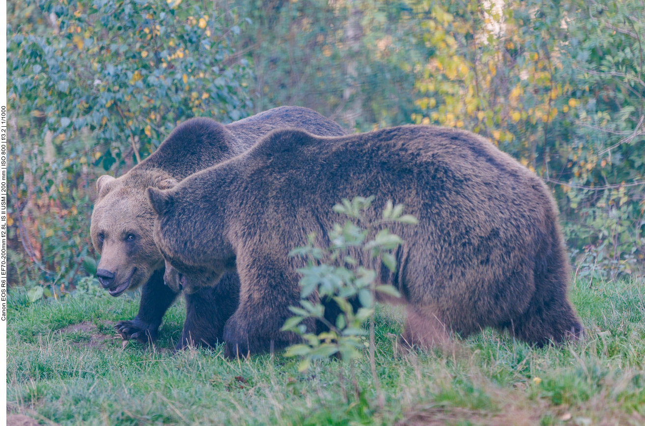 Hört ihr wohl auf zu zanken?