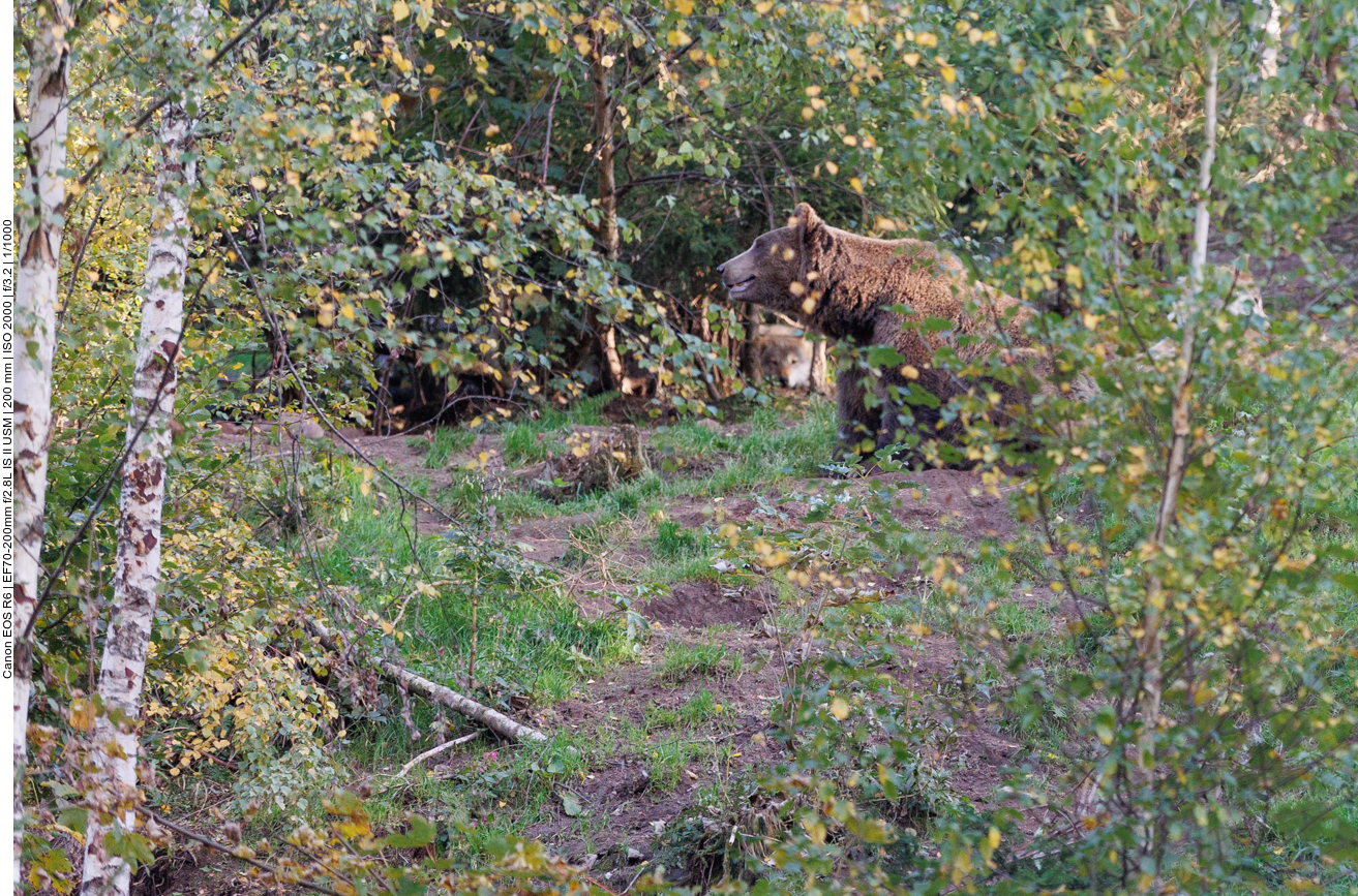 Bär und Wolf