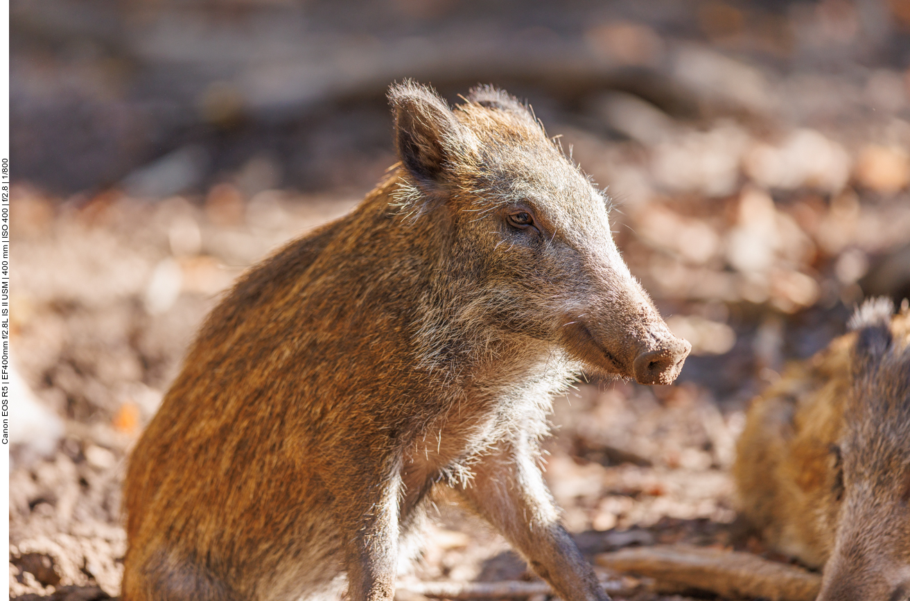 Fast noch ein Frischling