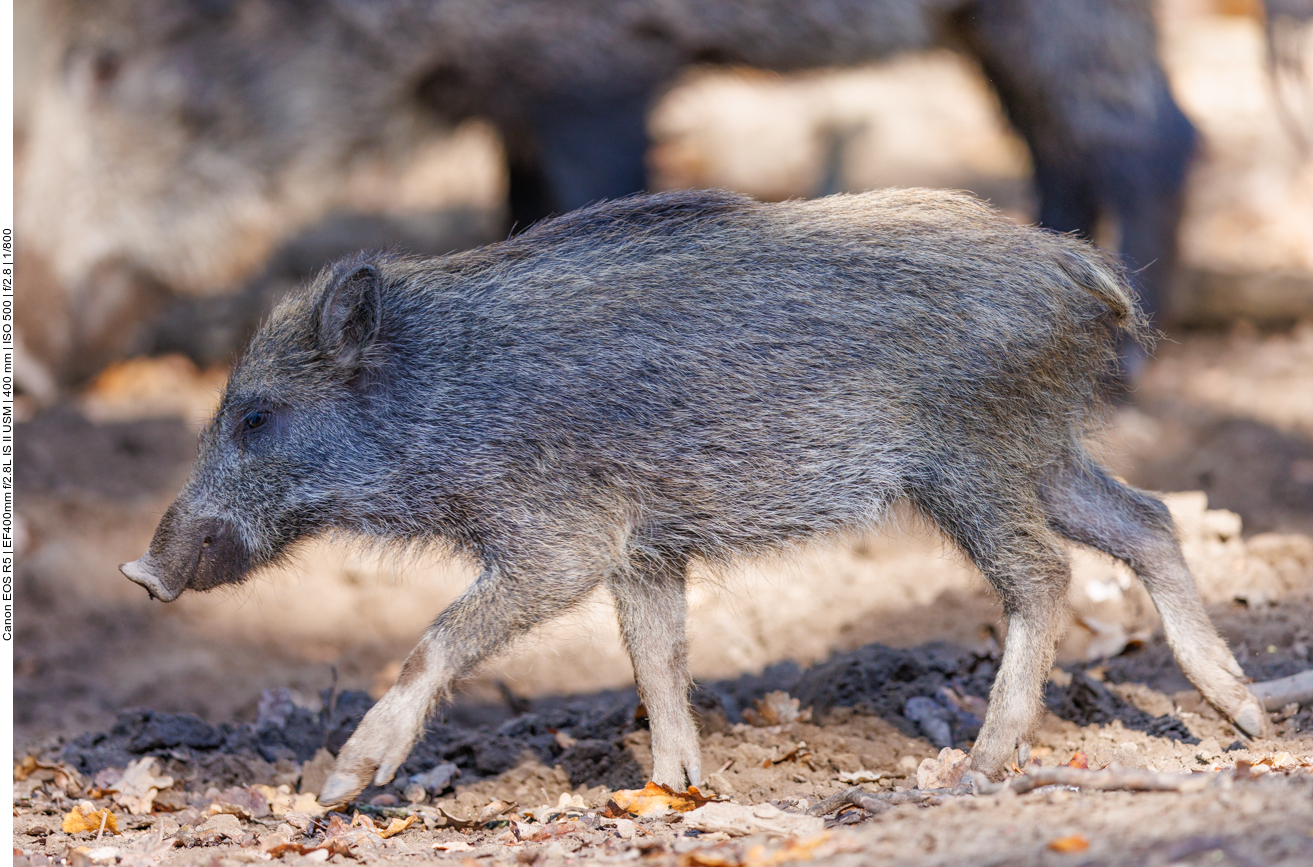 Junges Wildschwein