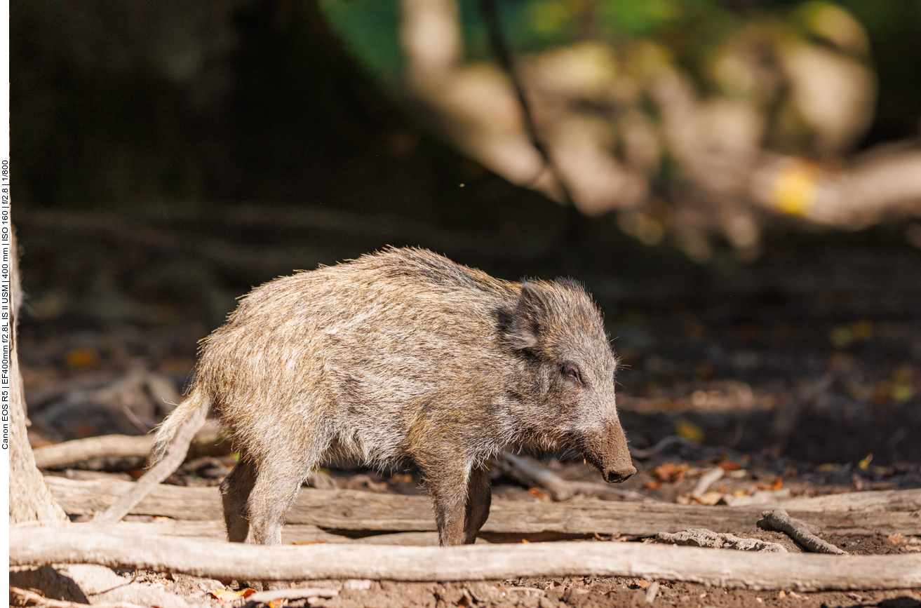 Fast noch ein Frischling