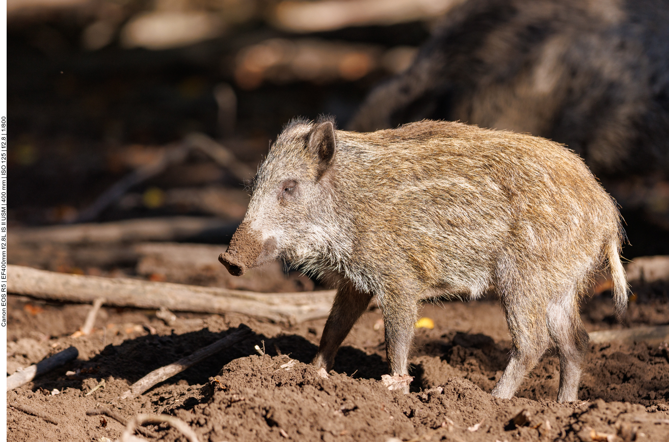 Fast noch ein Frischling