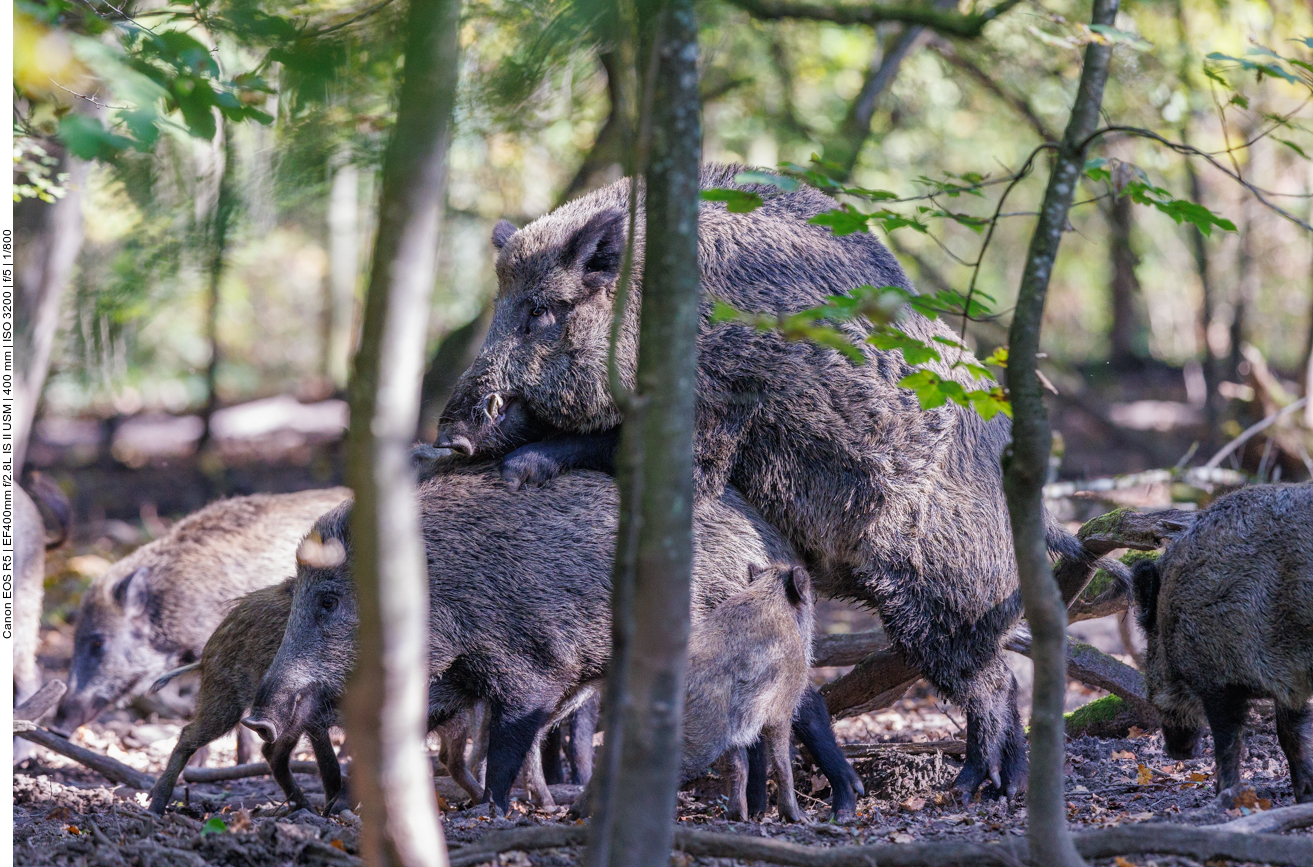 ... der Keiler schiebt die Bache an ;-)