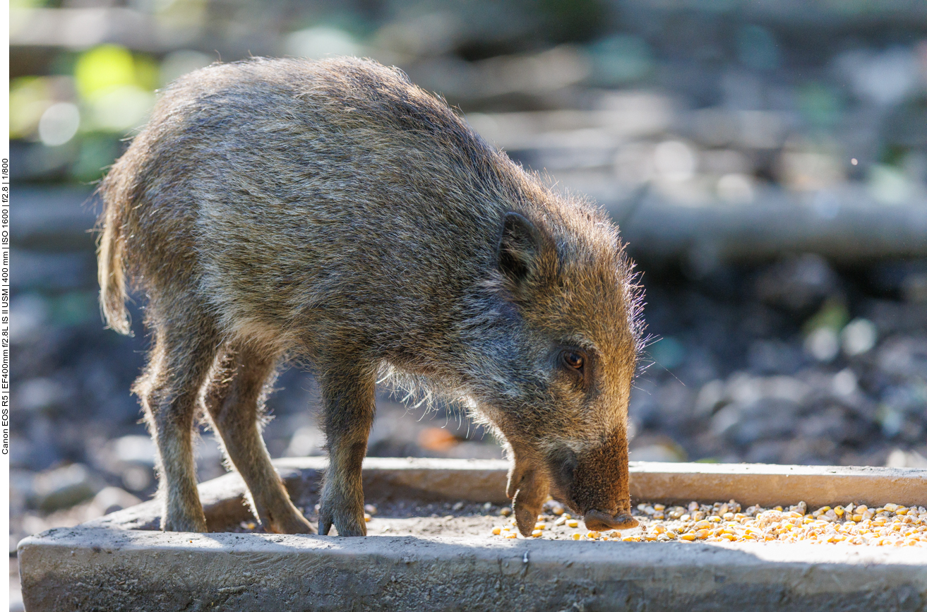 Fast noch ein Frischling