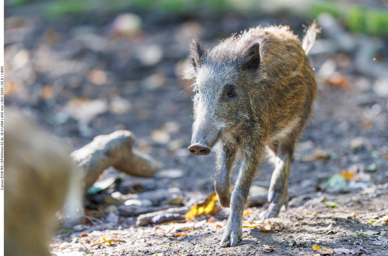 Fast noch ein Frischling