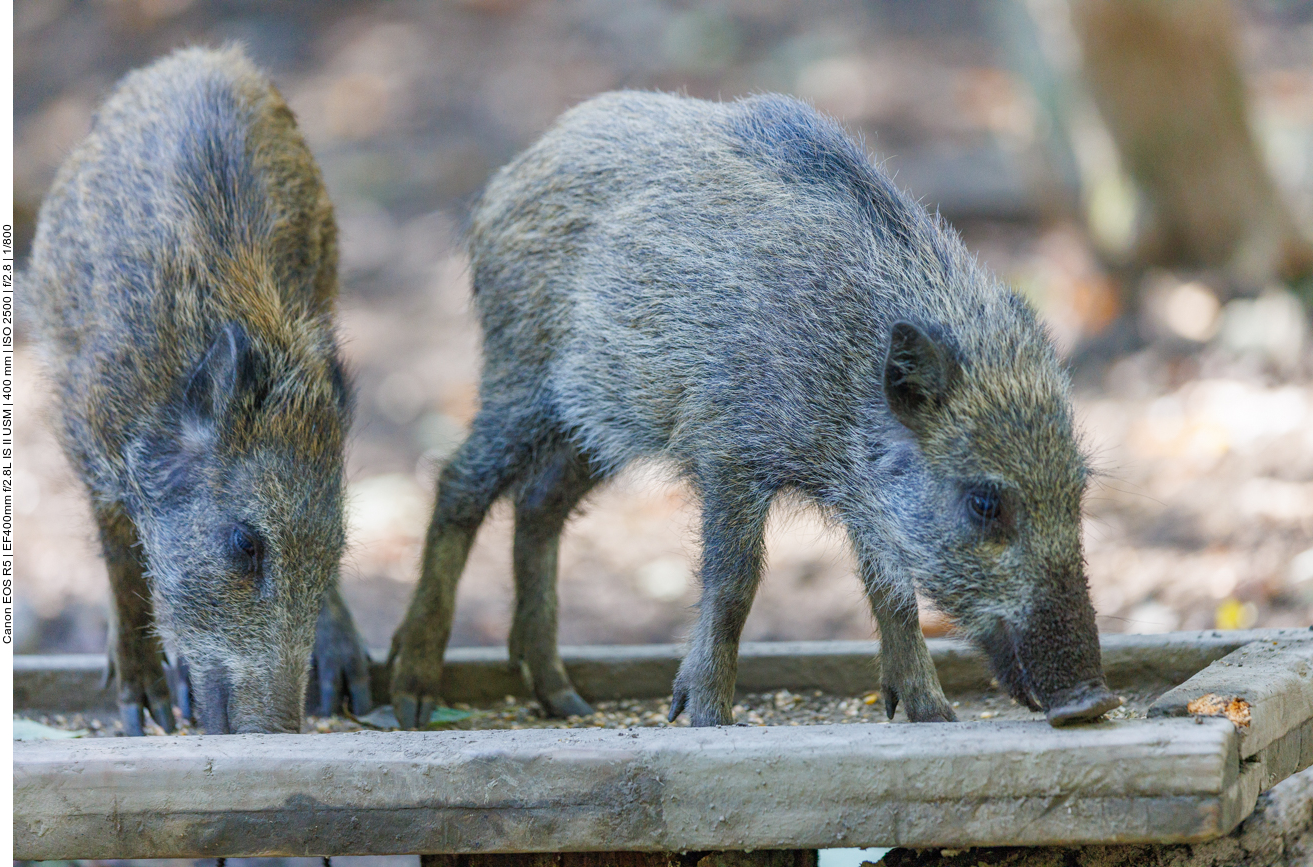 Fast noch Frischlinge