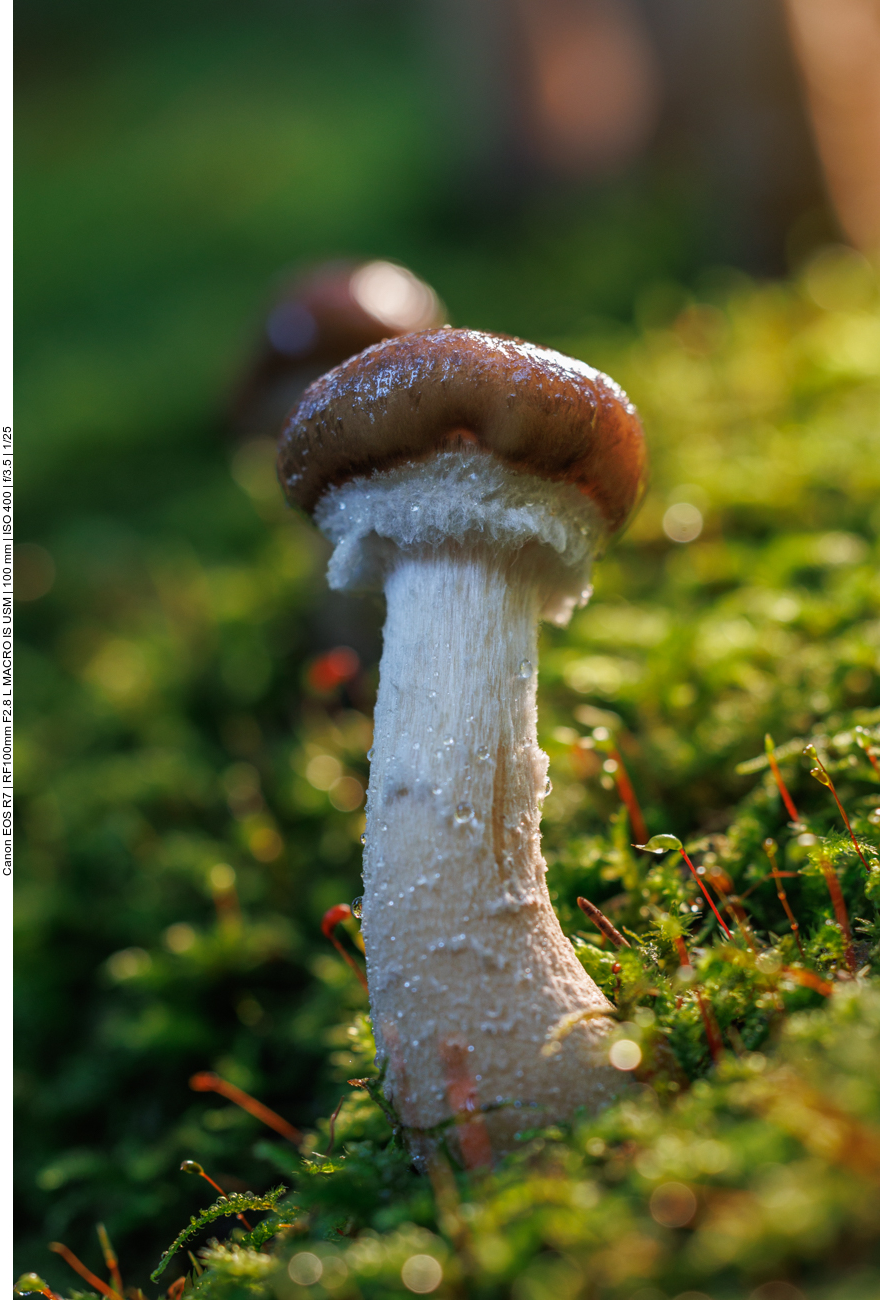 Pilz auf einem Baumstamm