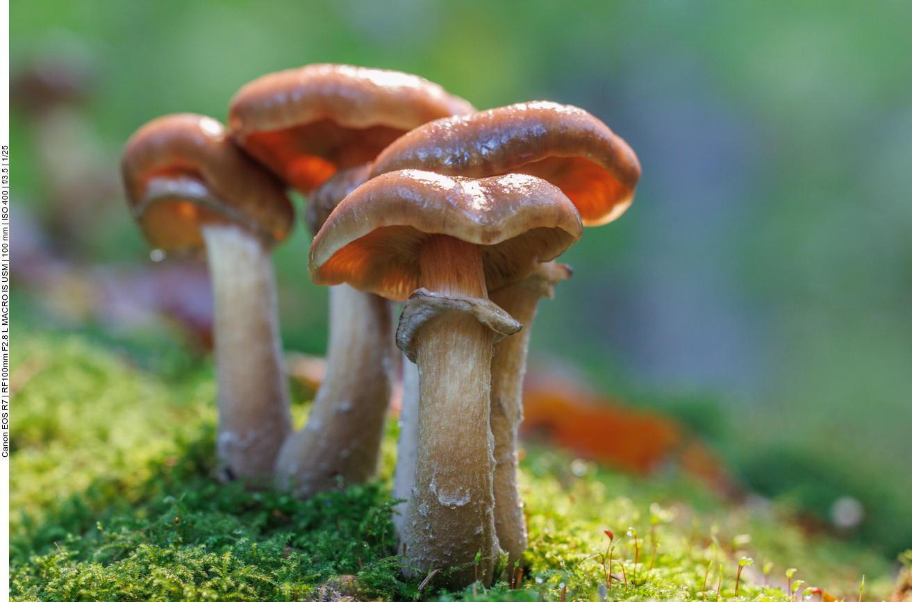 Pilze auf einem Baumstamm