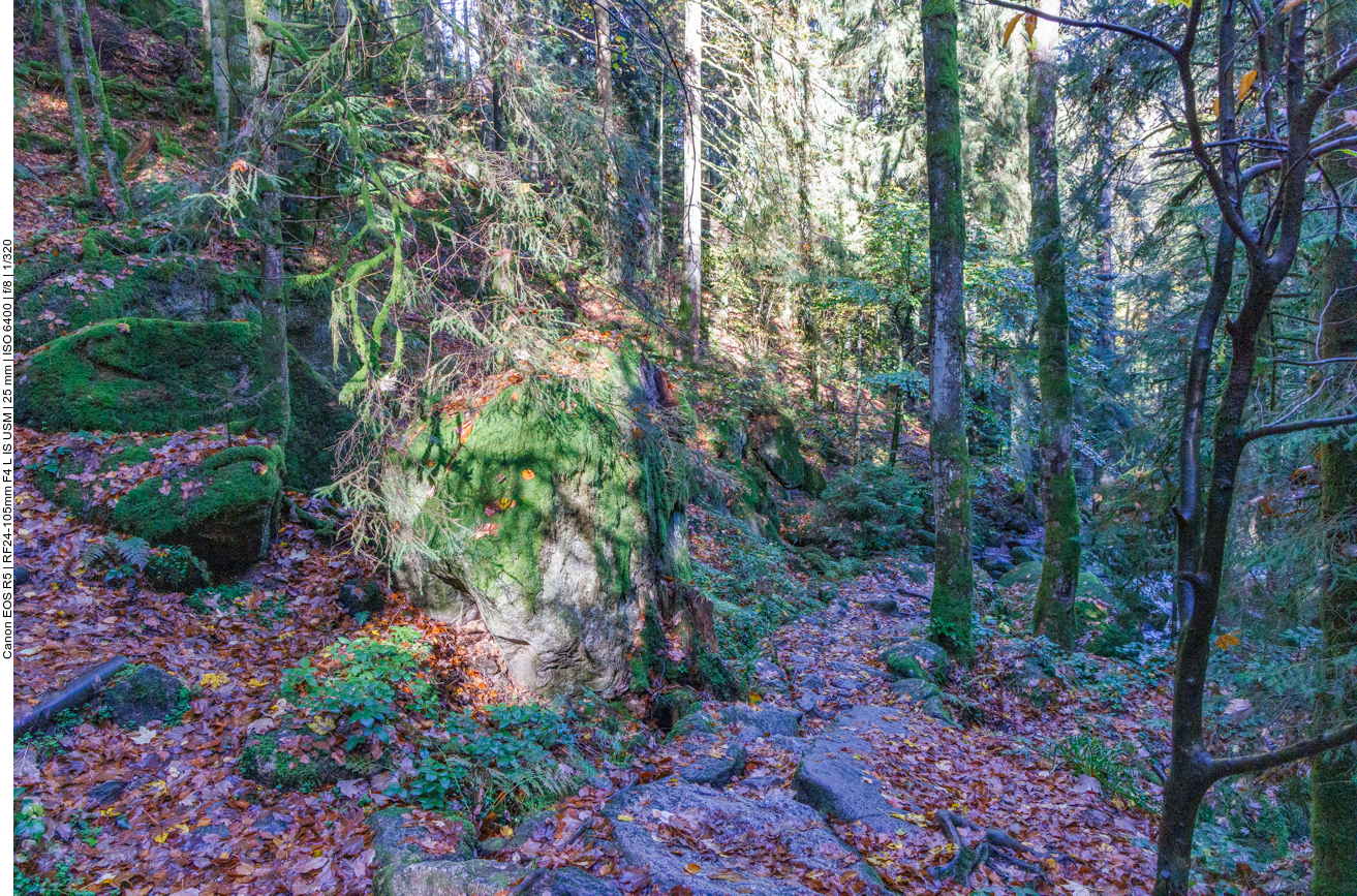 Sonnenbestrahlter Fels im dunklen Wald