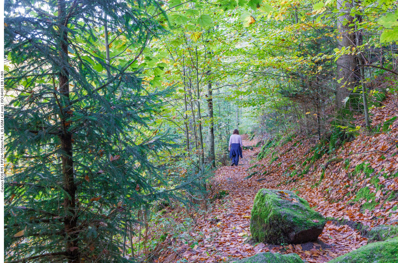 Waldweg oberhalb des Gertelbachs