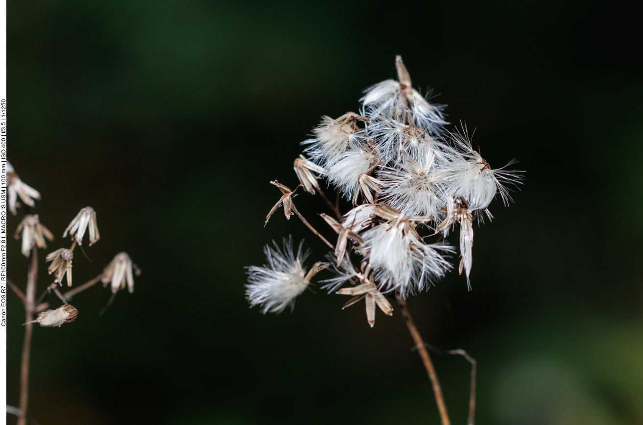Gemeine Goldrute [Solidago virgaurea]