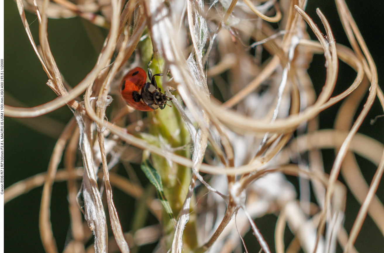 Siebenpunkt-Marienkäfer