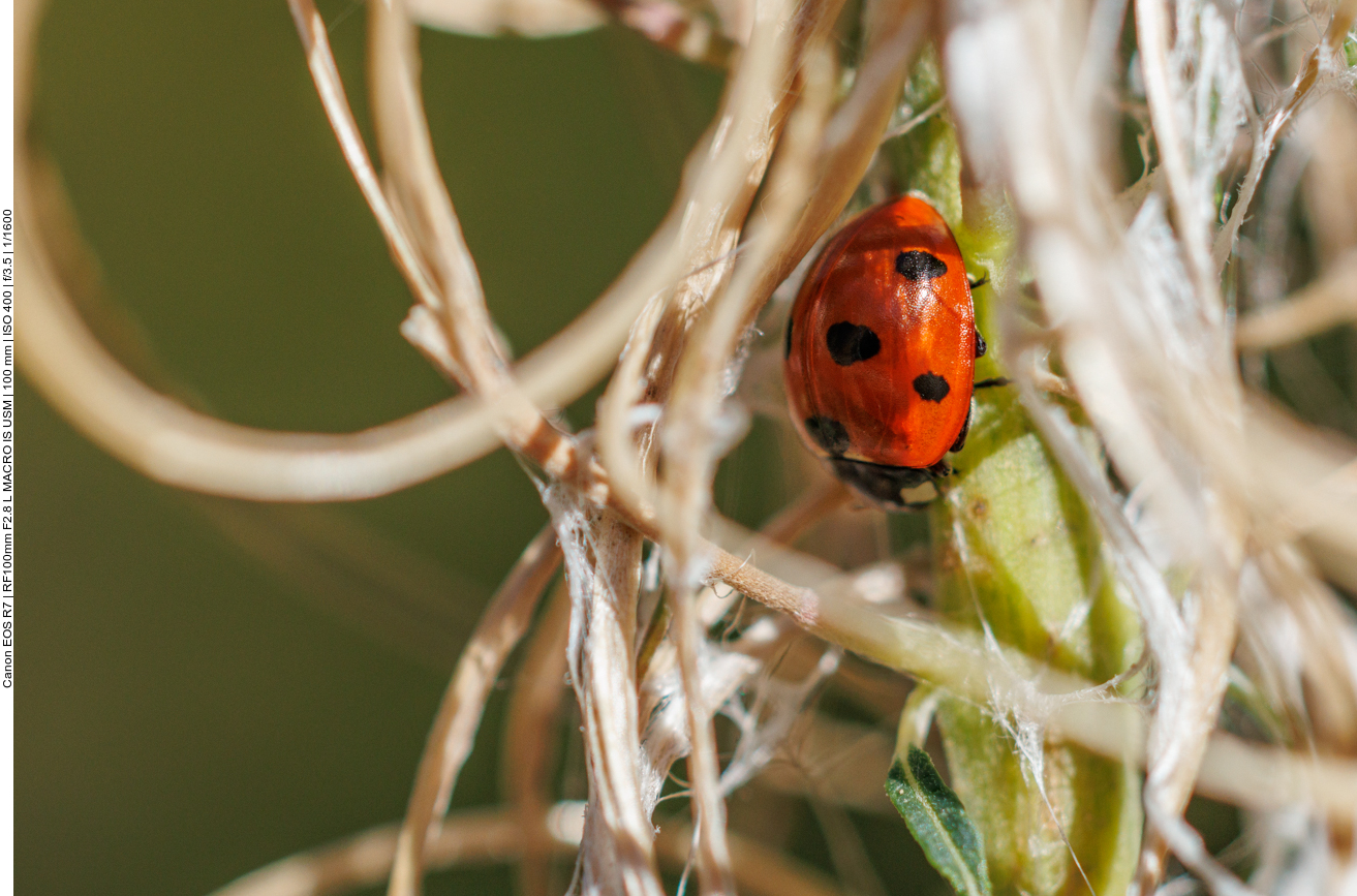 Siebenpunkt-Marienkäfer