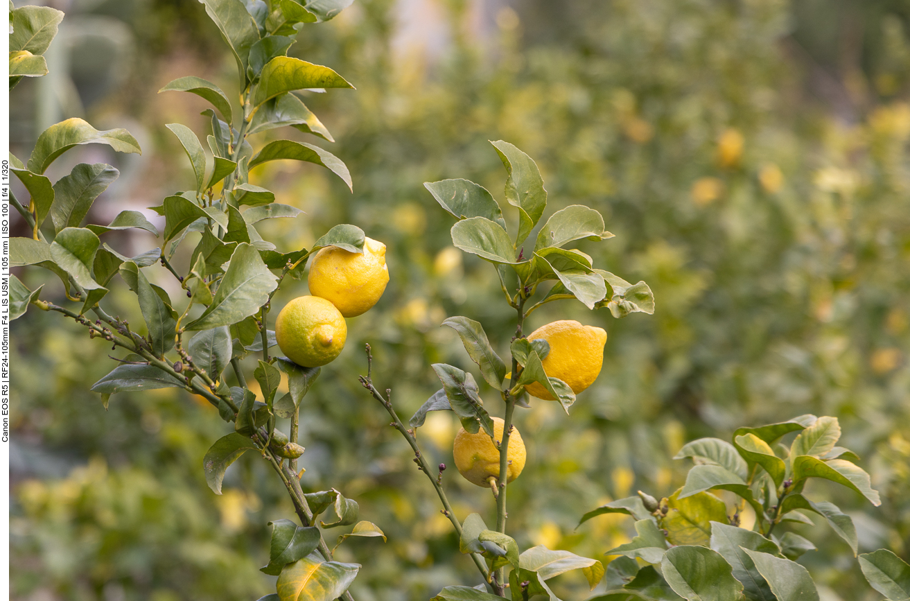 Alles ist winterlich braun gefärbt