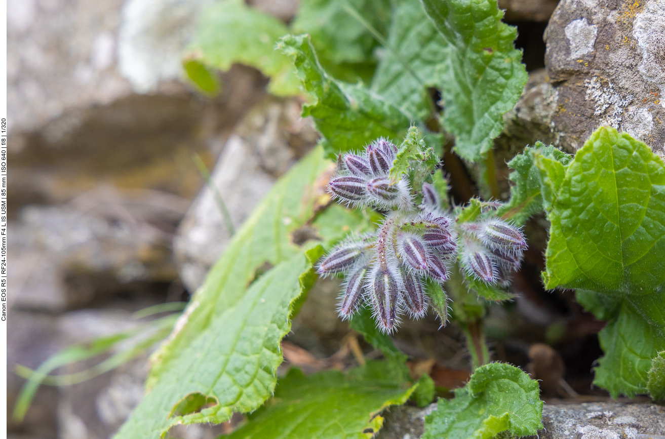 Dort wächst u. a. Borretsch [Borago officinalis], auch Gurkenkraut oder Kukumerkraut genannt
