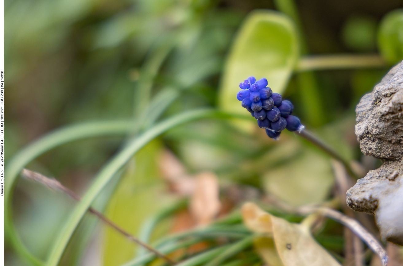 Traubenhyazinthen [Muscari] gehören zu den Spargelgewächsen