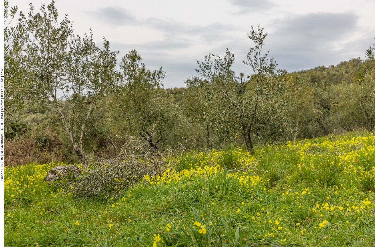 Blumenübersähte Wiese