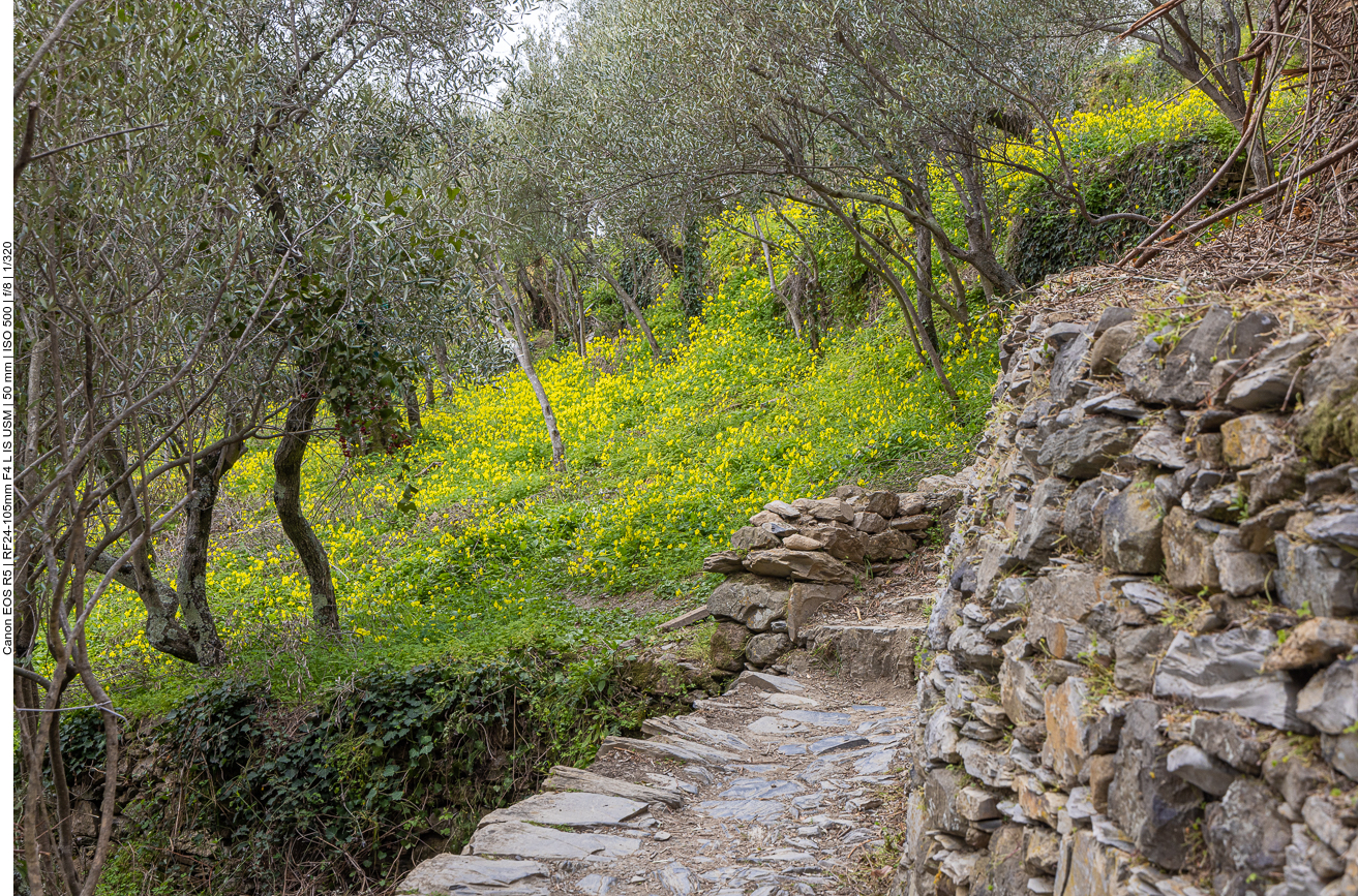 Es geht vorbei an gelb-grünen Teppichen ...