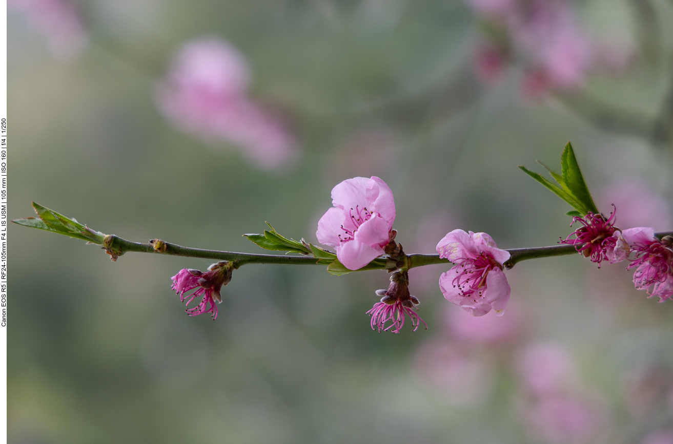 ... und schönen Pfirsichblüten [Prunus persica]