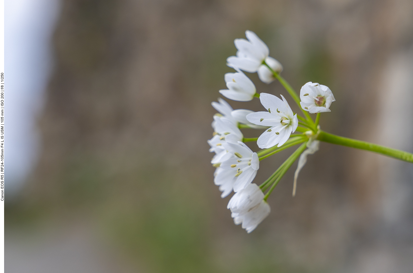 Neapolitanische Lauch [Allium neapolitanum]