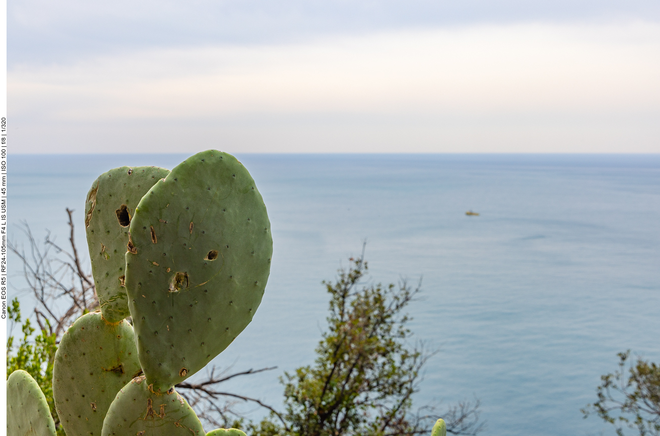 Feigenkaktus mit Ausblick
