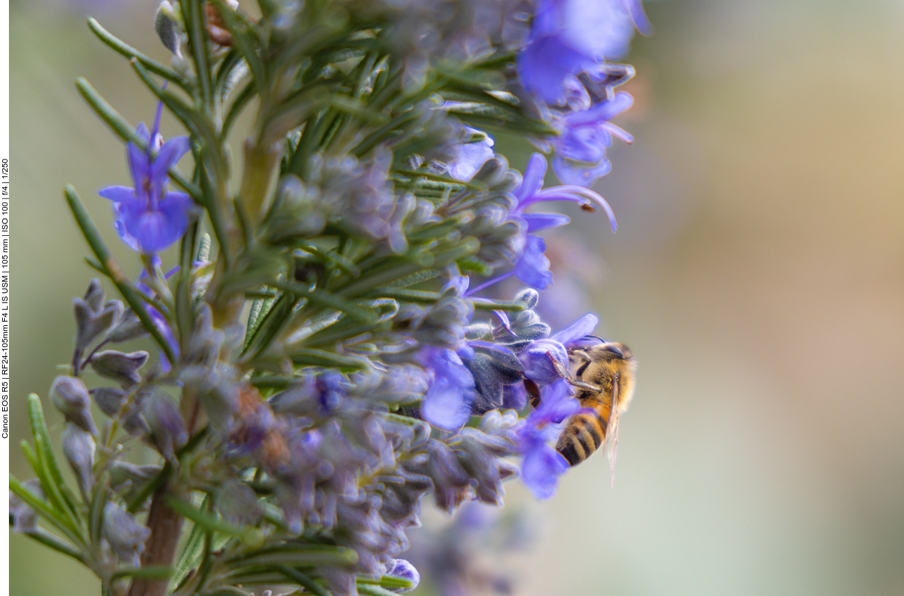 Biene beim Frühstücken