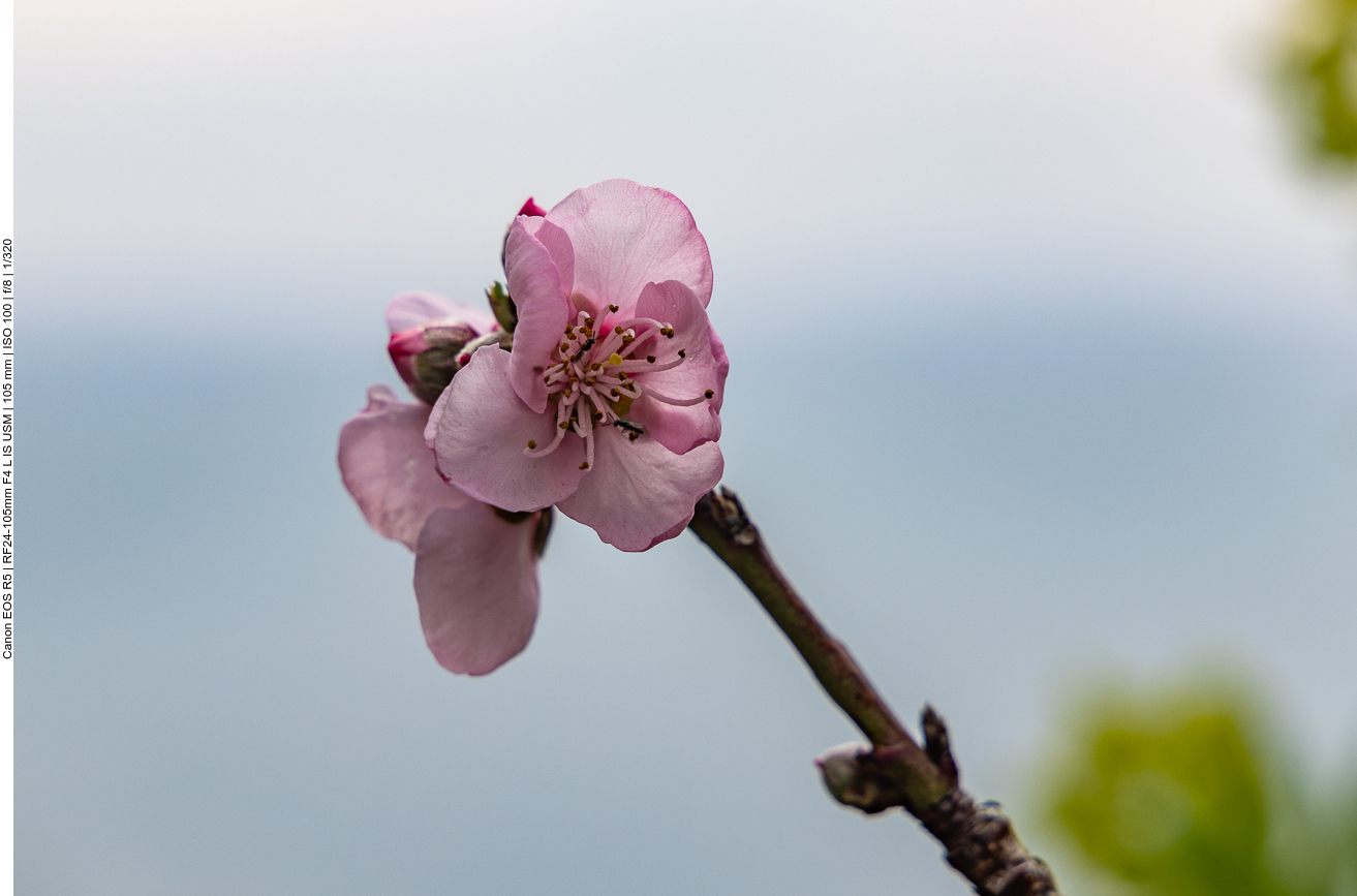 Pfirsichblüte [Prunus persica]