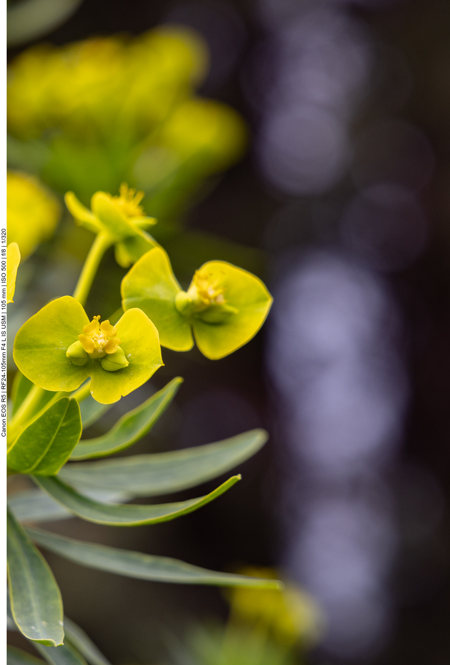 Baum-Wolfsmilch [Euphorbia dendroides]