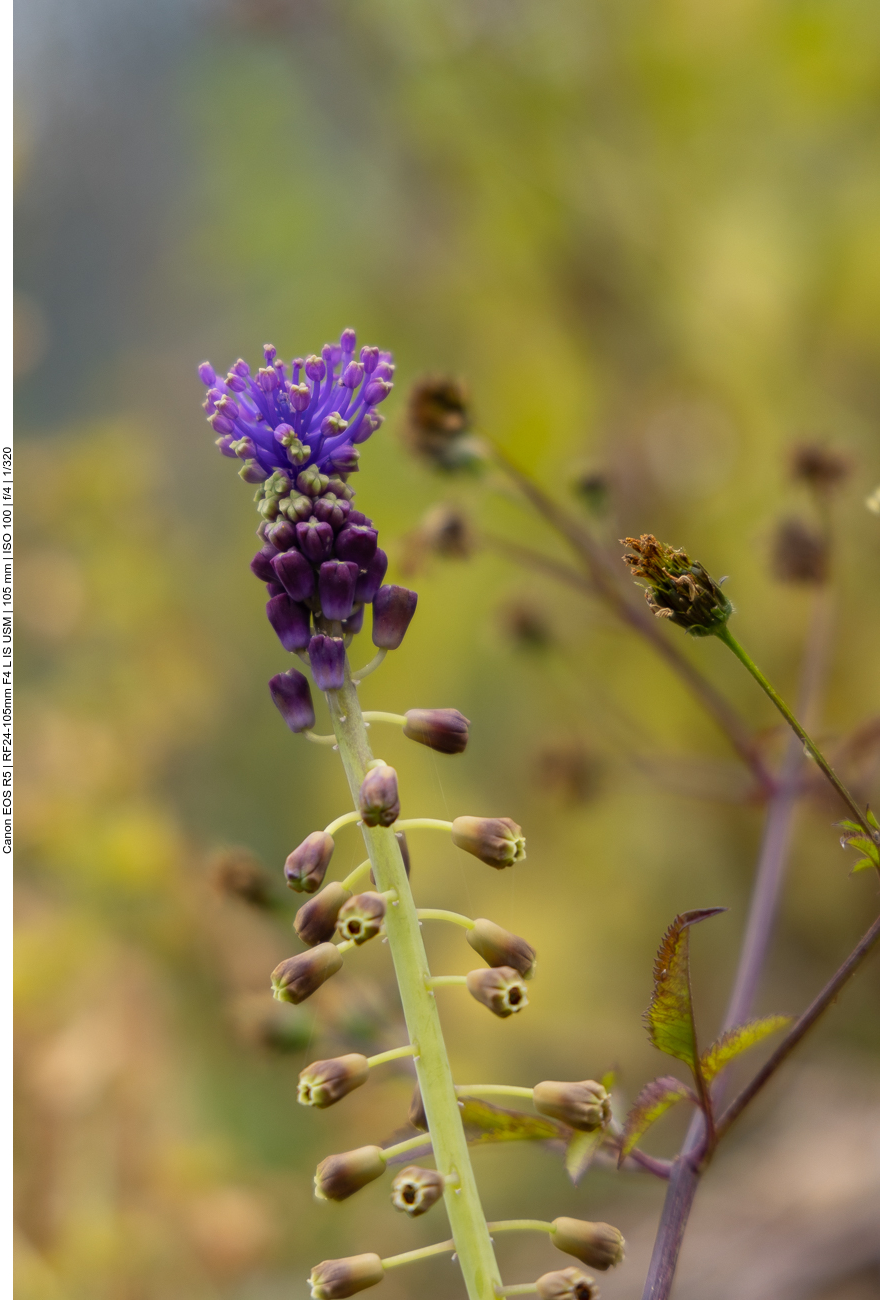Schopfige Traubenhyazinthe [Muscari comosum]