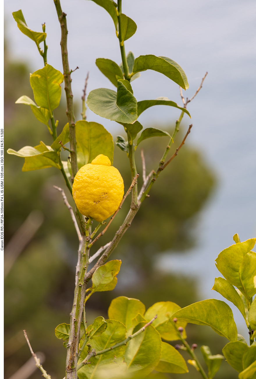 Zitronenbaum an der Küste