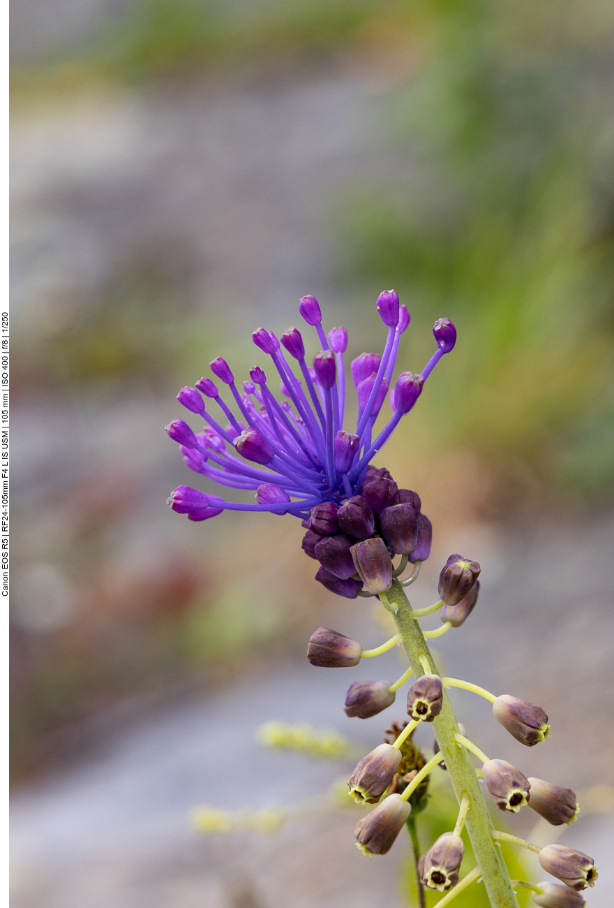Schopfige Traubenhyazinthe [Muscari comosum]