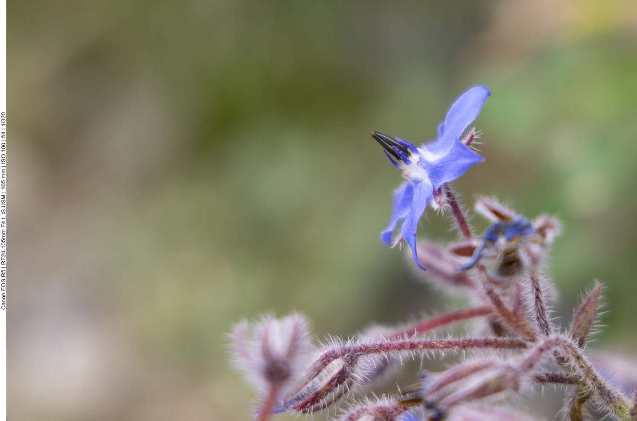 Borretschblüte [Borago officinalis]
