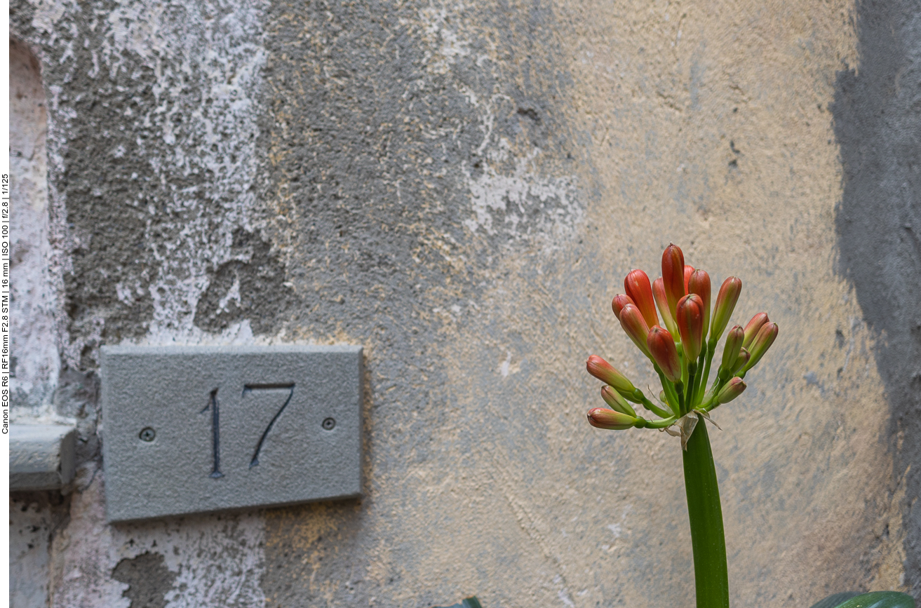 Blüten an grauer Wand