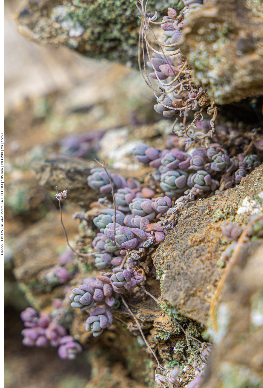 Buckel-Fetthenne [Sedum dasyphyllum]