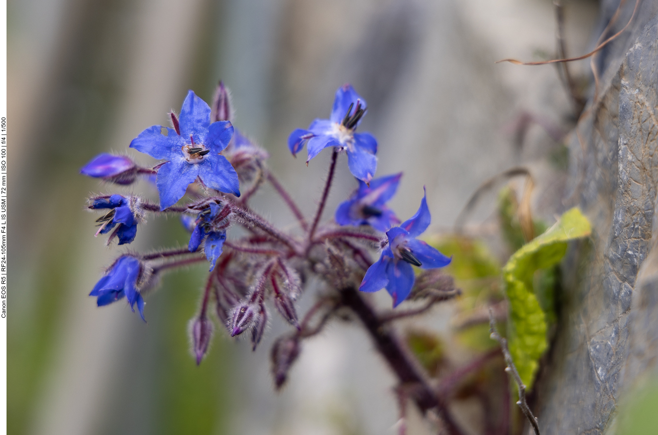 Borretschblüten [Borago officinalis]