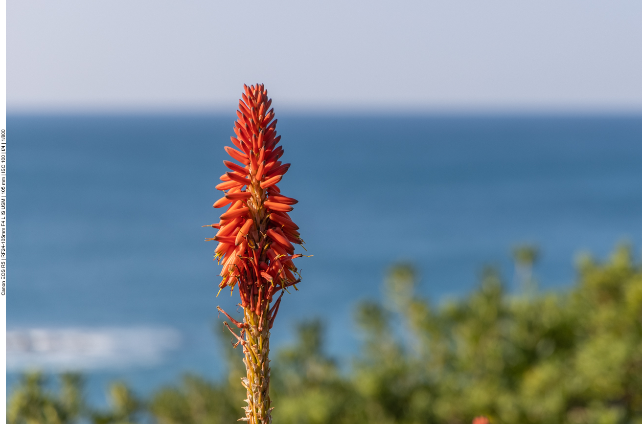 Baum Aloe [Aloe arborescens]