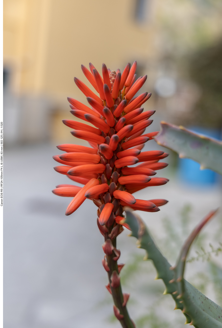 Baumartige Aloe [Aloe arborescens]