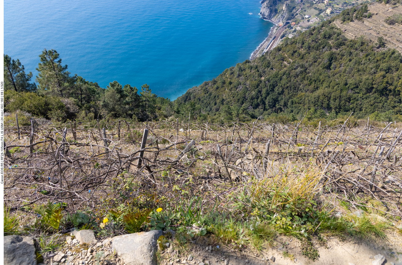 Nichts ist so steil, dass man nicht noch Wein anbauen könnte