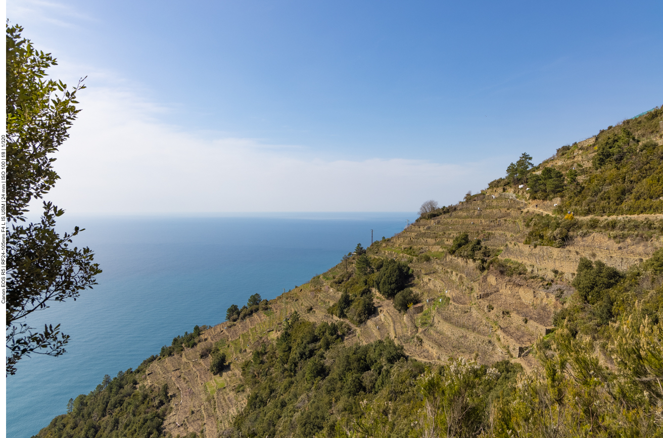 Weinanbau auf den Terrassen