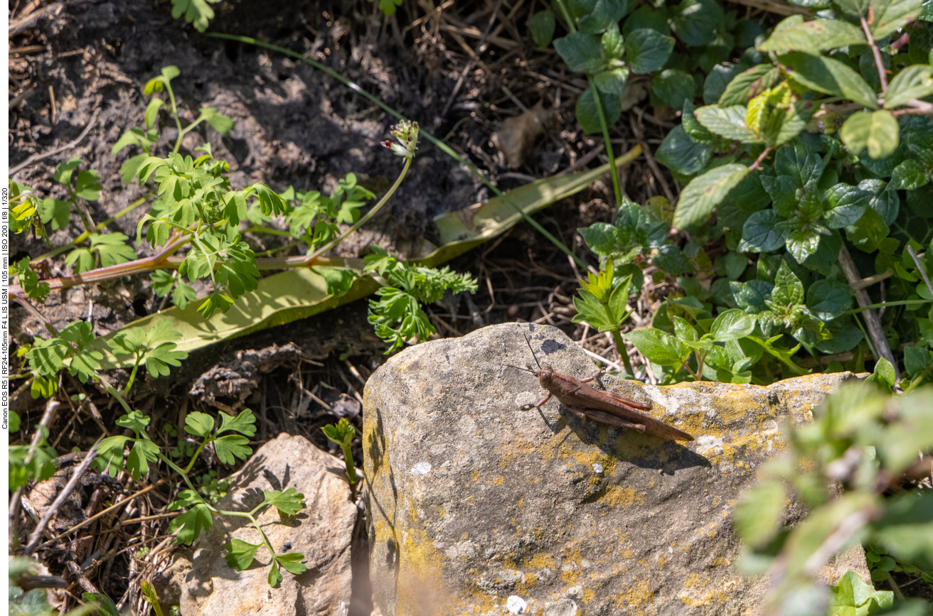 Heupferd beim Sonnen