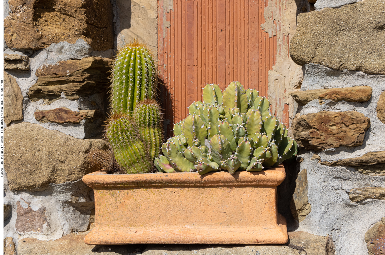 Kakteen auf einem Fensterbrett