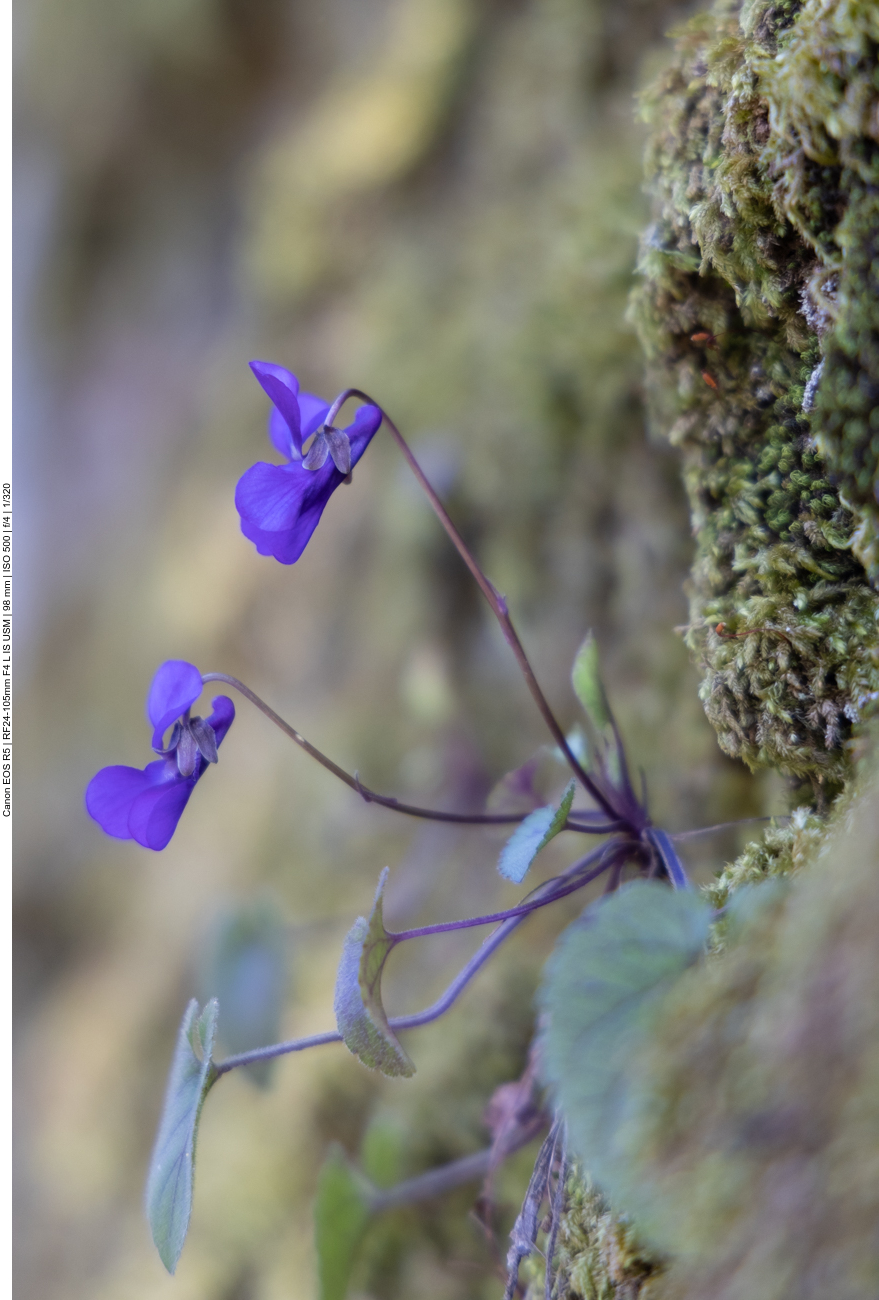 Duftveilchen [Viola odorata]