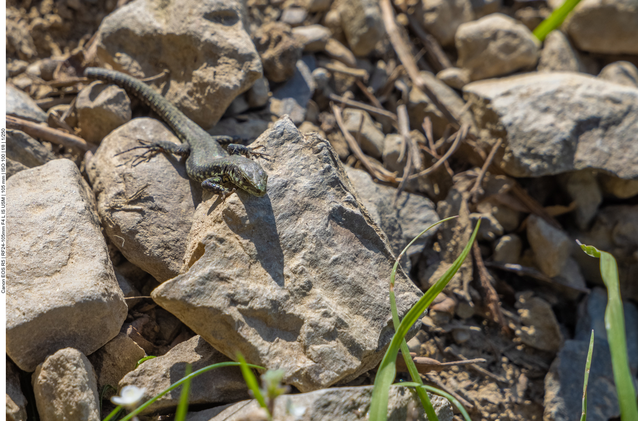 ... mit gekapptem Schwanz