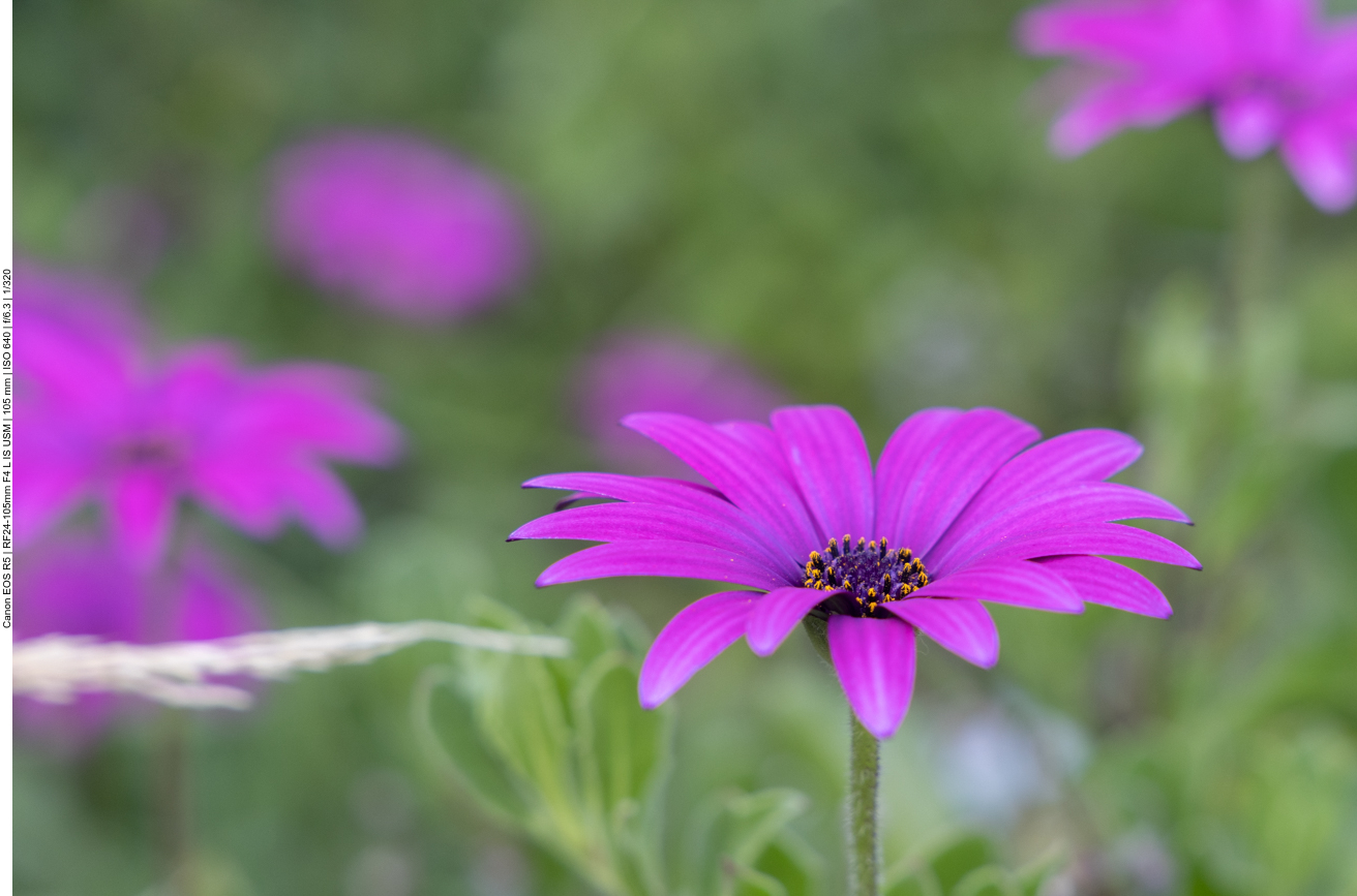 Gartenwindröschen [Anemone hortensis]