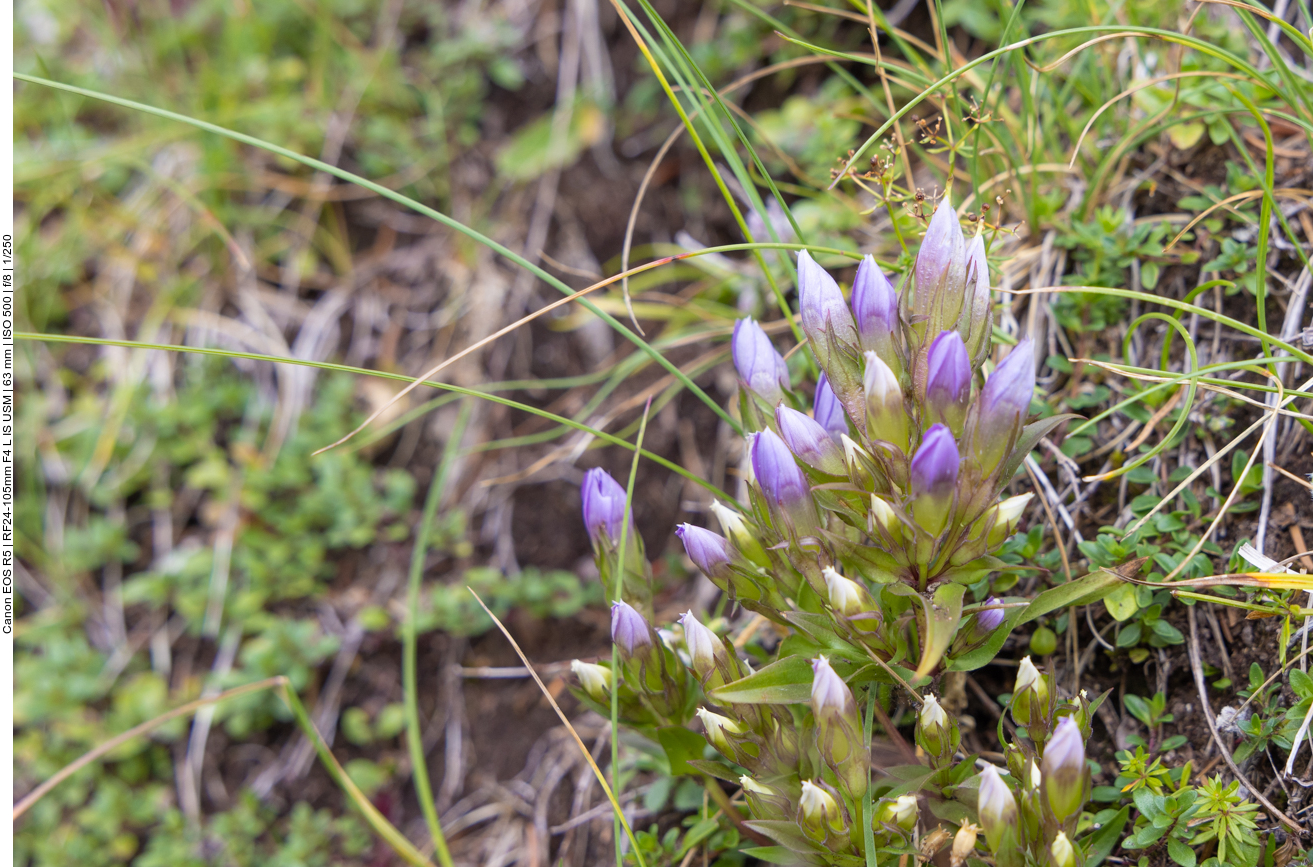 Reichästiger Enzian [Gentianella ramosa]