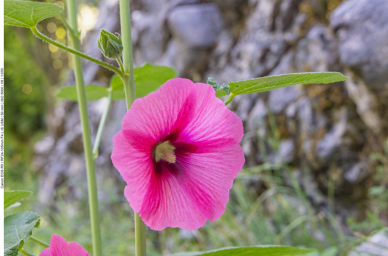 Stockrose [Alcea rosea]