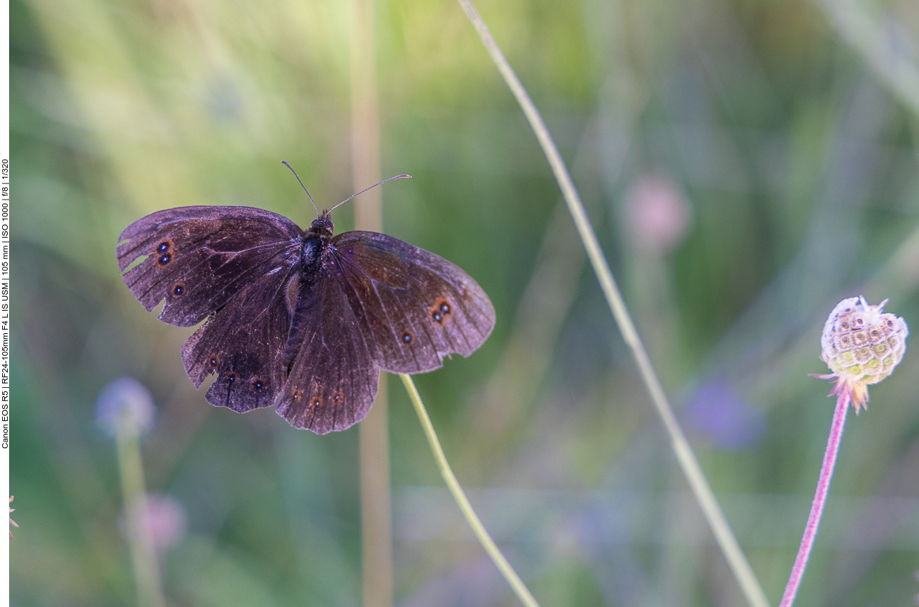 Graubindiger Mohrenfalter