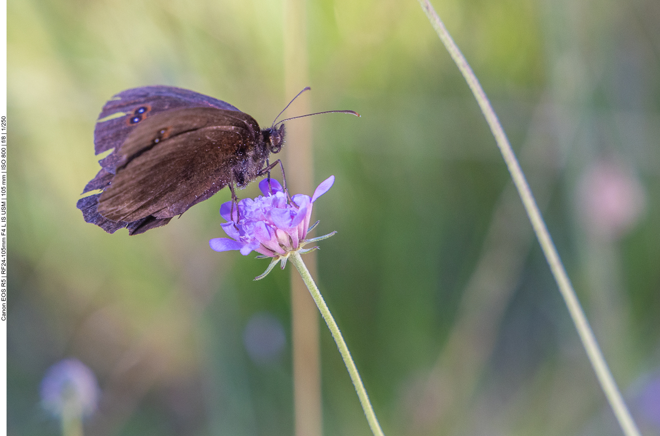 Graubindiger Mohrenfalter